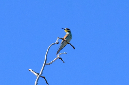 European Bee-eater