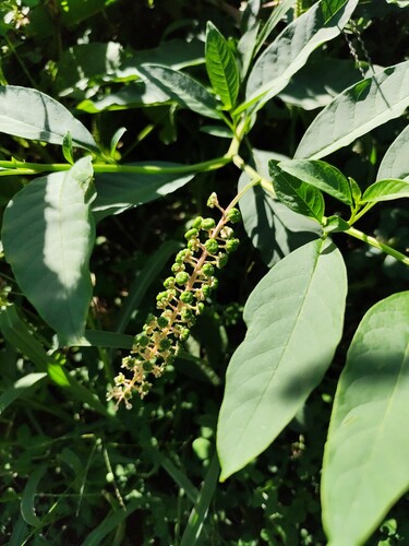 American pokeweed