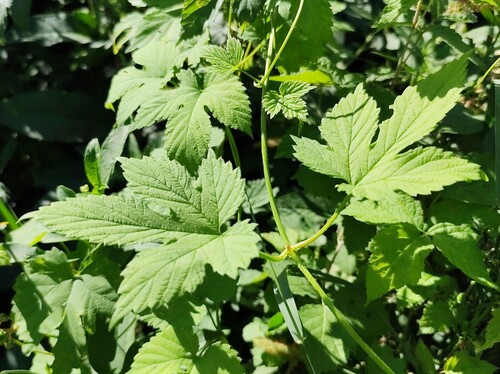 common hops