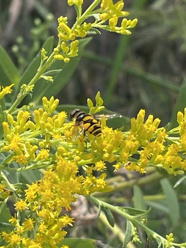 Transverse-banded Flower Fly