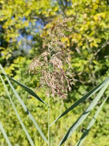 common reed