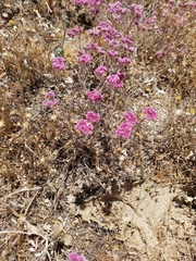 Chorizanthe douglasii