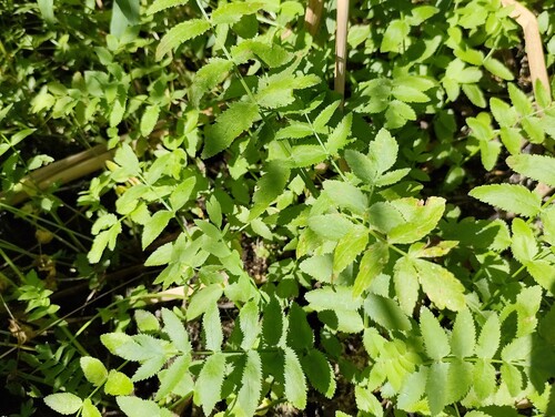 cutleaf water parsnip