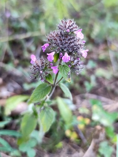 Wild Basil