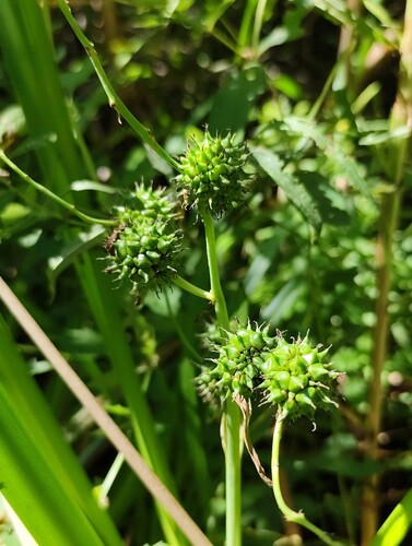 Branched Bur-reed