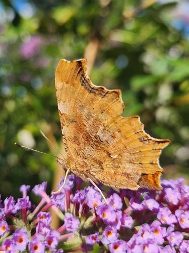 European Comma