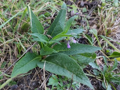 common comfrey
