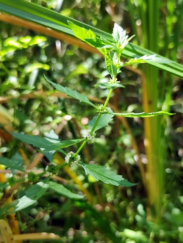 European water-horehound