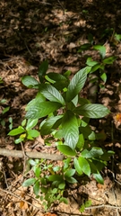 Frangula caroliniana, photograph (c) Peyton Phelps, some rights reserved (CC BY)