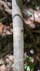 Frangula caroliniana, photograph (c) Peyton Phelps, some rights reserved (CC BY)
