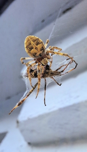 Grey Cross Spider