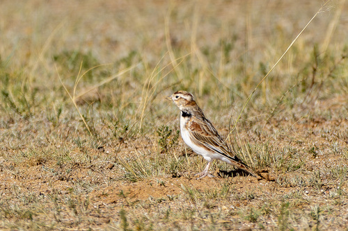 Mongolian Lark