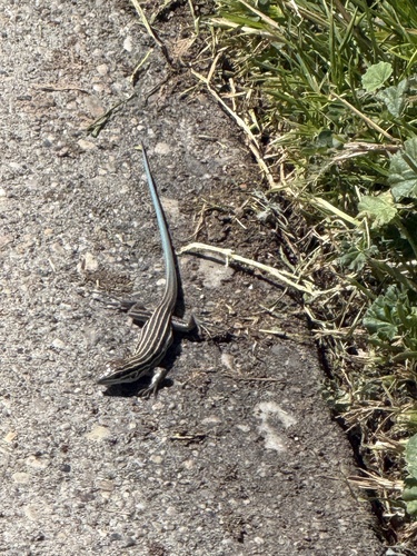 Plateau Striped Whiptail