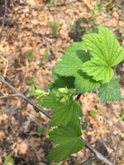 Ribes uva-crispa