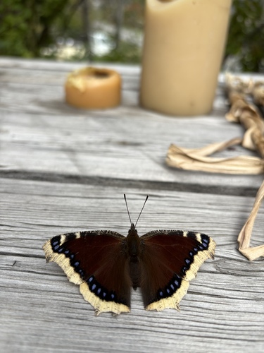 Mourning Cloak