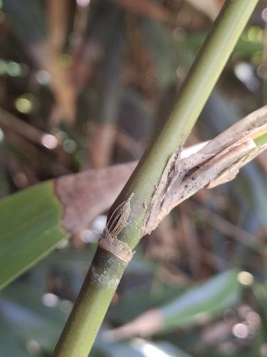 Pseudosasa japonica, photograph 4