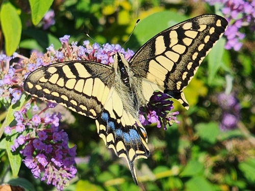 Old World Swallowtail