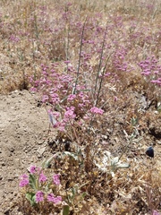Chorizanthe douglasii