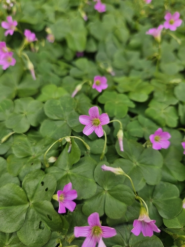 Largeflower pink-sorrel