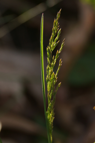 Poa pratensis
