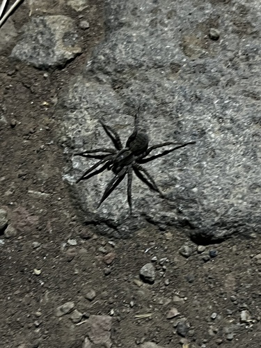 iNaturalist observation photo of Koch's Wolf Spider