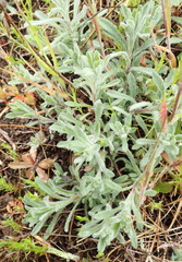 Erigeron petrophilus