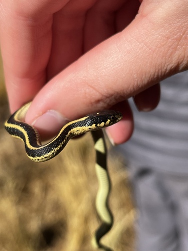 iNaturalist observation photo of Western Terrestrial Garter Snake