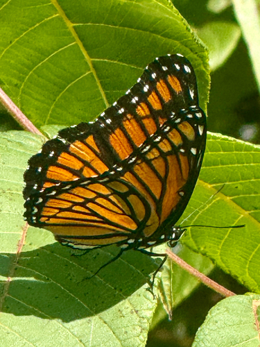 Viceroy