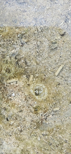 Exaiptasia diaphana, 2026-09-14