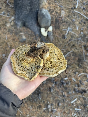 iNaturalist observation photo of Neolentinus