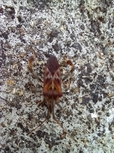 Western Conifer Seed Bug