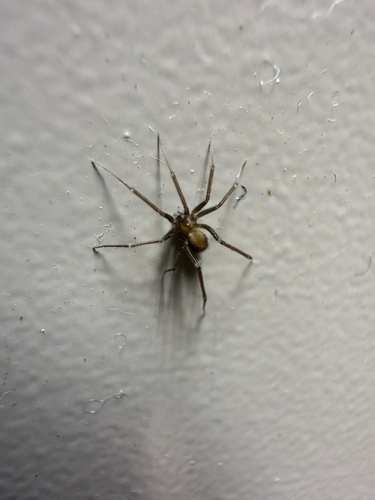 iNaturalist observation photo of Pholcophora