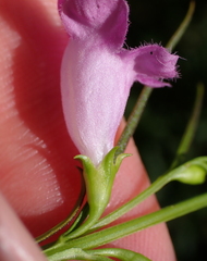Agalinis purpurea, photograph (c) Steven Lamonde, some rights reserved (CC BY)