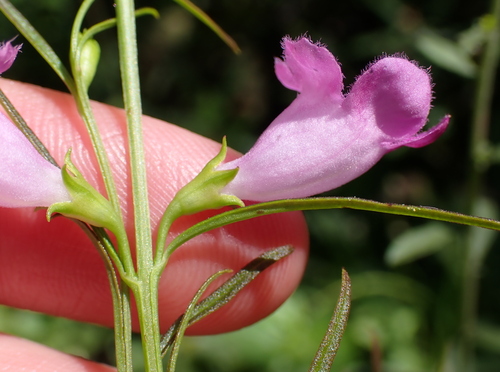 Agalinis purpurea, photograph 5