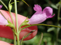 Agalinis purpurea, photograph (c) Steven Lamonde, some rights reserved (CC BY)