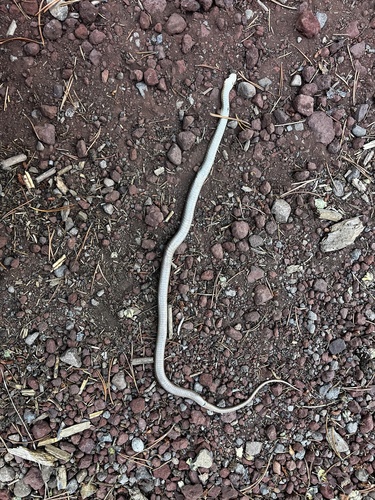iNaturalist observation photo of Western Terrestrial Garter Snake
