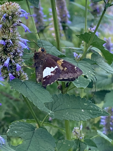 Silver-spotted Skipper