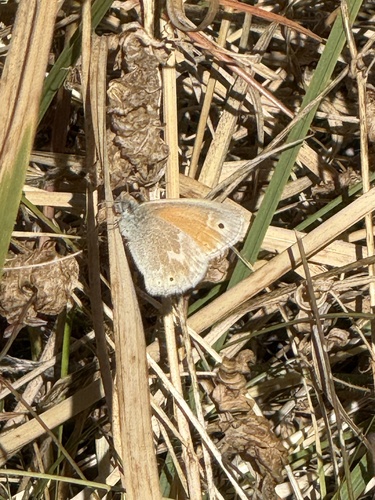 iNaturalist observation photo of Common Ringlet