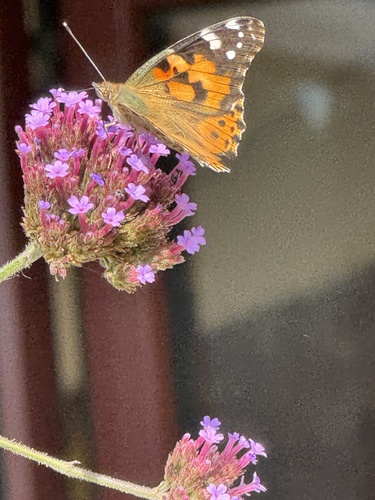 Painted Lady