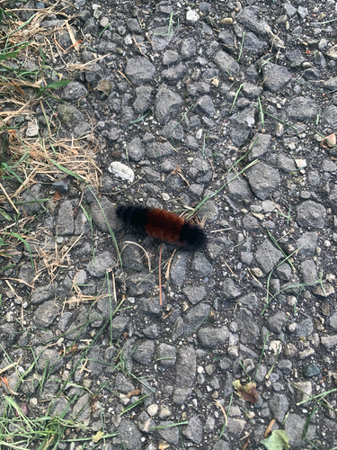 Isabella Tiger Moth