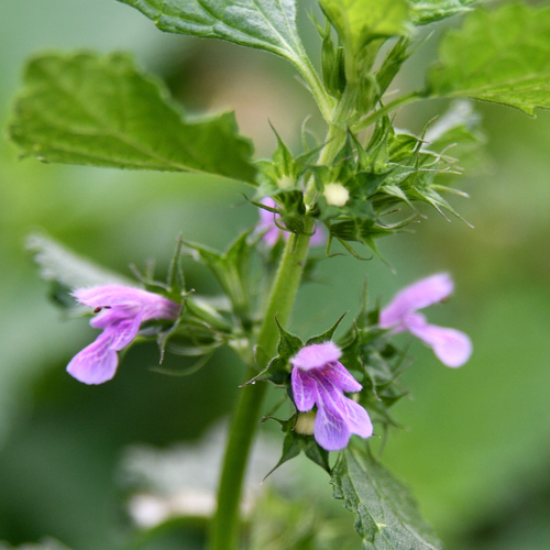 Black horehound