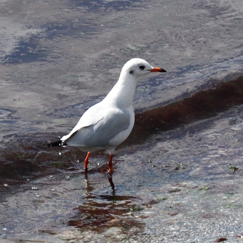 Black-headed Gull