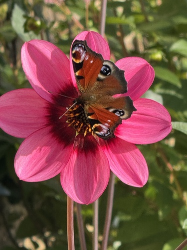 European Peacock Butterfly