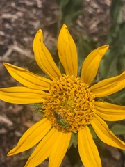 Agapostemon virescens
