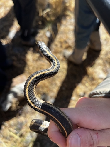 iNaturalist observation photo of Western Terrestrial Garter Snake