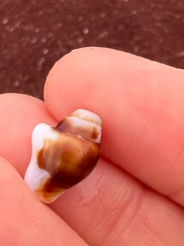 Columbella haemastoma observed 2026-09-14