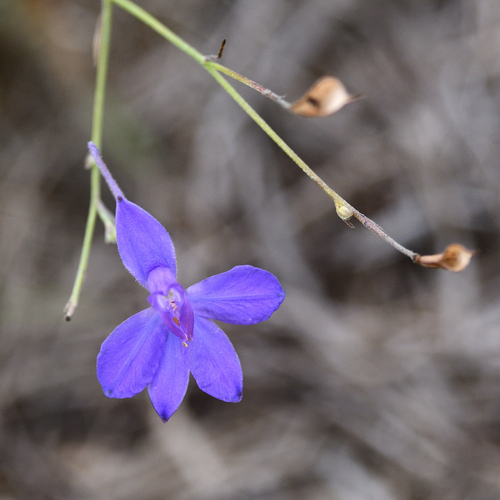 Forking Larkspur