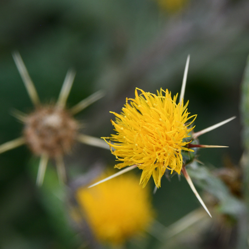 Yellow Star-Thistle