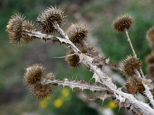 cotton thistle