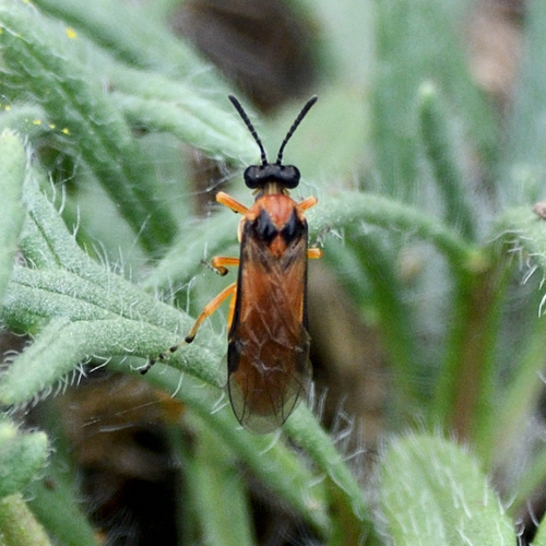 Turnip Sawfly
